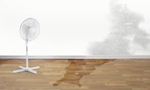 Best Carpet water damage restoration  in Waawa, HI