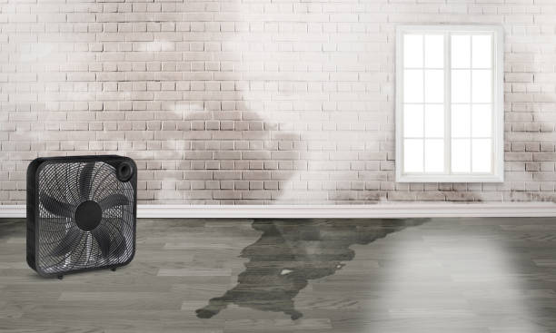 Best Water damage restoration experts  in Waawa, HI