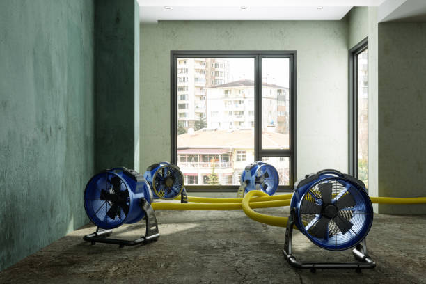 Best Basement water damage restoration  in Waawa, HI