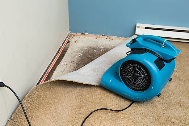 Best Carpet water damage restoration  in Waawa, HI